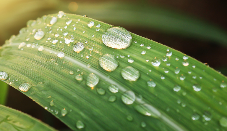 Wassertropfen auf Blatt